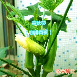 黄秋葵种子 种籽咖啡黄葵 春夏秋季种植抗病高产杂交水果秋葵种孑