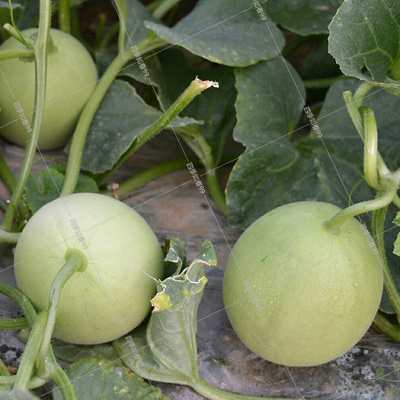 春播甜瓜种子果美甜宝杂交香瓜种子农家田园小甜瓜基地瓜农专用
