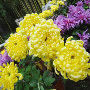 特级黄菊花种子 食用 贡菊金丝黄菊野生杭白菊野菊花种孑四季庭院