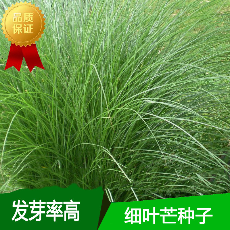 细叶芒种子 草京芒草京羽茅细叶笀花叶芒草草本植物庭院园林植物