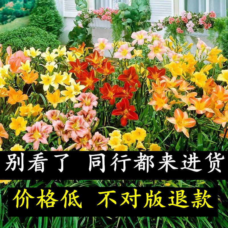 大花萱草忘忧草耐寒植物金娃娃萱草地被植物绿化工程苗庭院种植