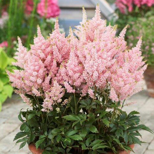 落新妇花卉盆栽花苗庭院植物阳台花园花镜耐阴耐寒