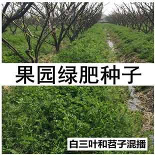果园绿肥种子四季播种光叶紫花苕鼠茅草三叶草毛苕子紫云英包邮