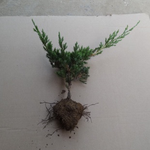 地柏树苗铺地柏苗爬地柏苗自然盆景造型树苗绿化苗公园绿篱松柏苗