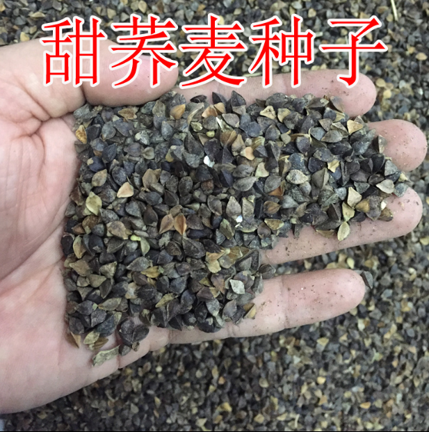 三角苦荞麦甜高粱燕麦薏米谷籽青稞油菜大麦黑白红黄绿豆玉米种子