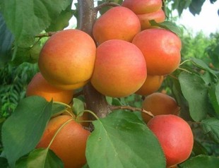 山杏种子 当年新采野生杏核 药用仁用杏 林木杏树种子 果木类种子