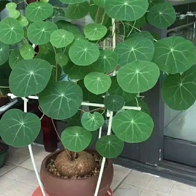 千金藤小苗种子种植药材苗山乌龟金不换红藤绿藤活苗幼苗种子