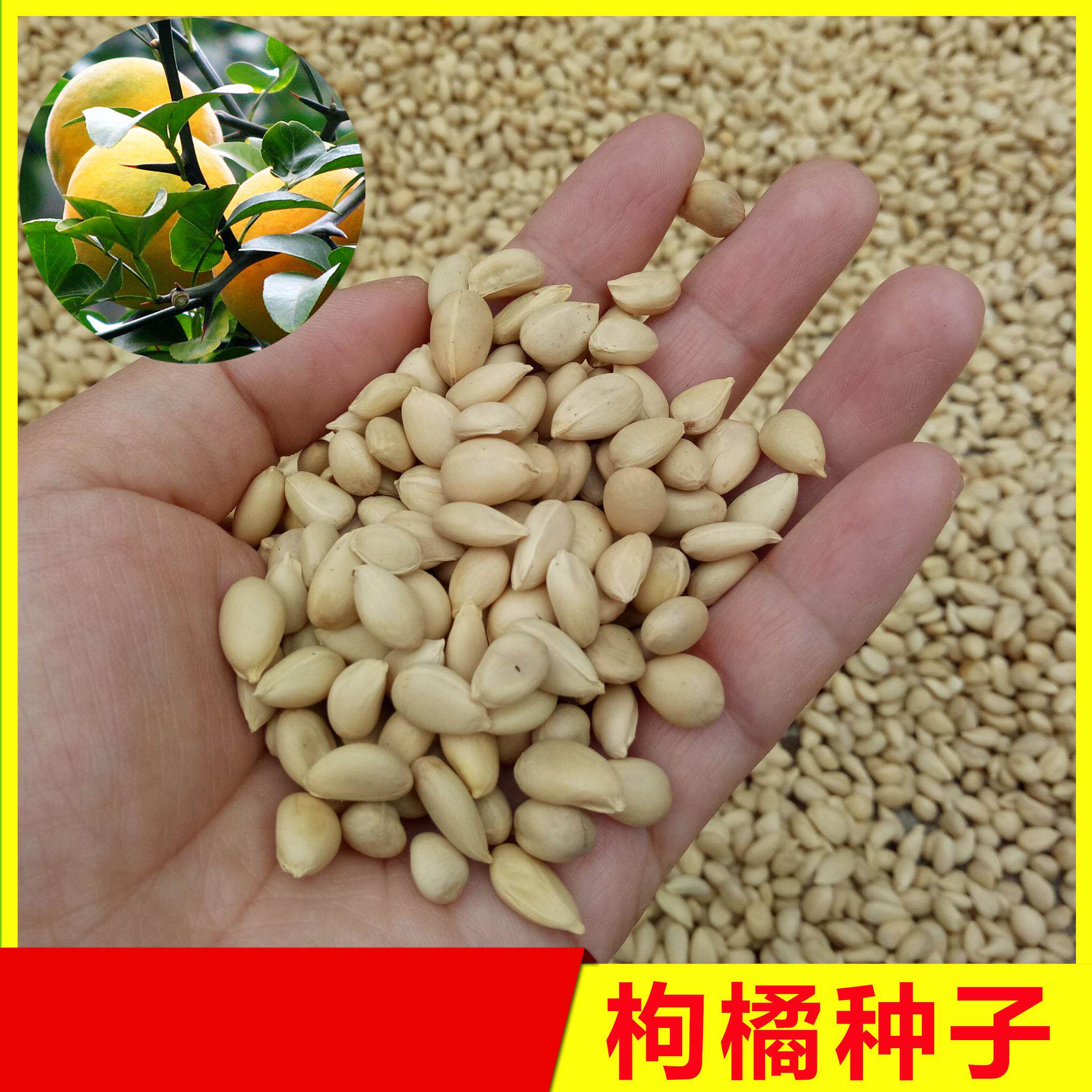 枸橘种子枳壳种子枸橘籽枸橘子臭橘子嫁接果树砧木铁篱笆树种籽
