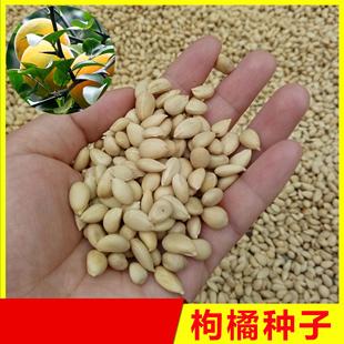 枸橘种子枳壳种子枸橘籽枸橘子臭橘子嫁接果树砧木铁篱笆树种籽