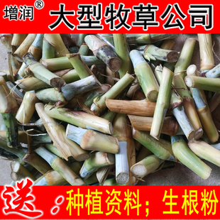 皇竹草甜象草巨菌草草红象草黄竹草高产四季牧草种节种子种籽