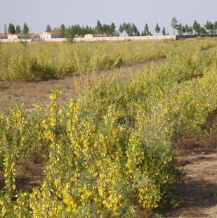 拧条种子 毛条 可做牧草 畜牧用 白柠条锦鸡儿种籽家庭园艺种子