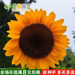 金色向日葵种子 高产食葵种子 葵花大清花 大花盘结子多