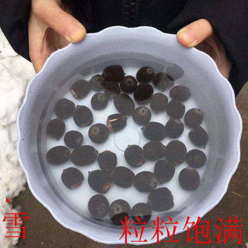碗莲种子已开口睡莲花根块水培植物荷花室内盆栽花卉四季水生植物