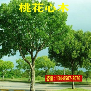 新采桃花心木种子 桃花芯木种子林木种子 榔色木种子南洋芯木种籽