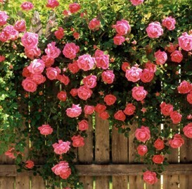 花种子多年生蔷薇花玫瑰藤本花卉四季播爬藤植物爬墙快花籽易种
