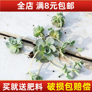 子持莲华 子持年华 多肉植物 多肉 办公室迷你植物室内盆栽绿植