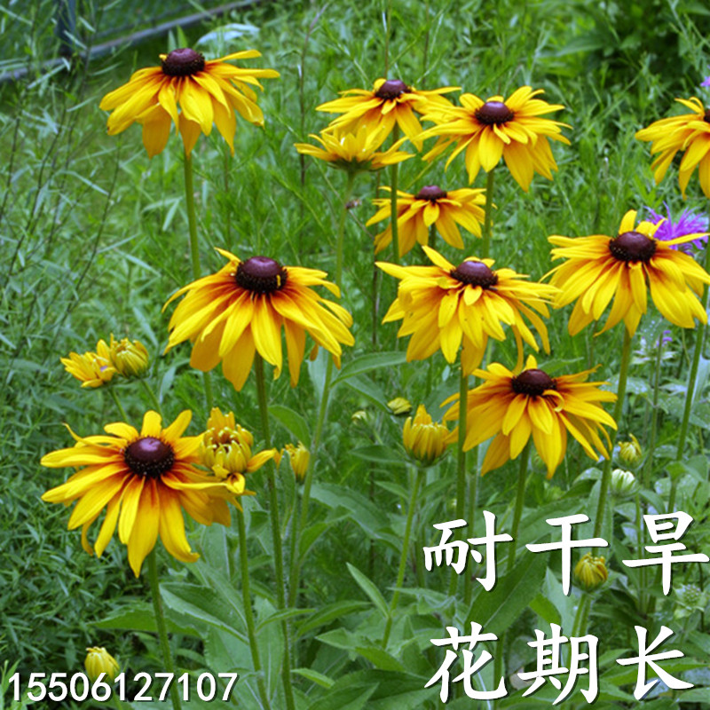 黑心菊种子包邮多年生春秋播花期长耐旱耐热户外园林绿化观花种子