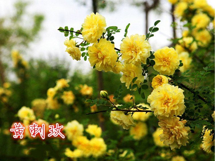 黄刺玫苗黄刺梅苗红刺玫苗庭院绿化重瓣耐寒耐旱工程绿化红刺梅苗 - 实物图