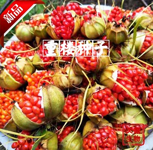 粉质重楼种子 基地现摘独角莲七叶一枝花种子优良材基地直发