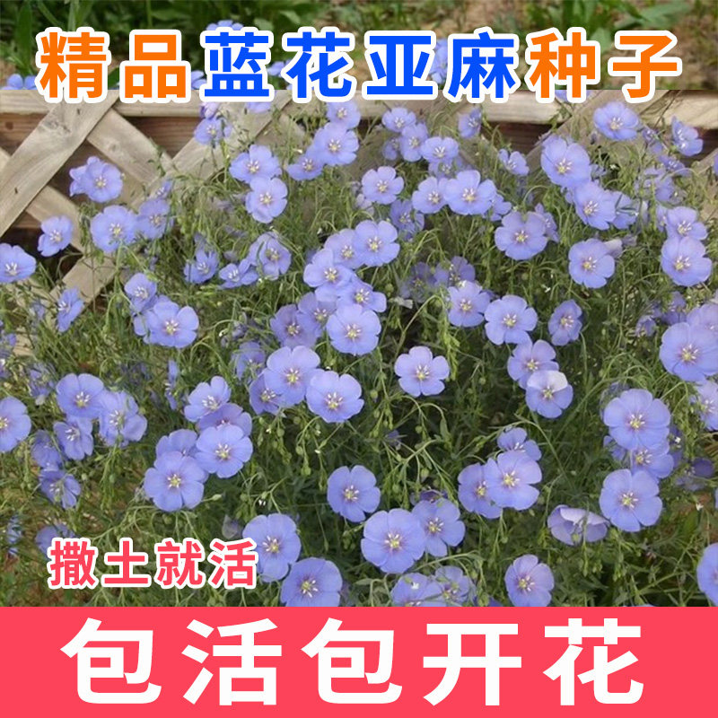 蓝花亚麻种子多年生兰花亚麻籽蓝色花卉花海景观矮生草花四季播种