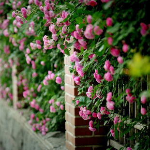 玫瑰花蔷薇花种子籽四季开花种籽子花卉种孑种子大小丽花种易种植