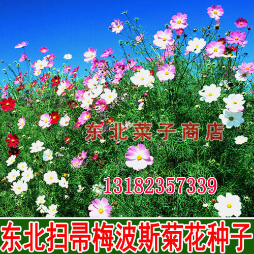 东北扫帚梅花籽 散装  格桑花 绿化观赏 庭院 花种子