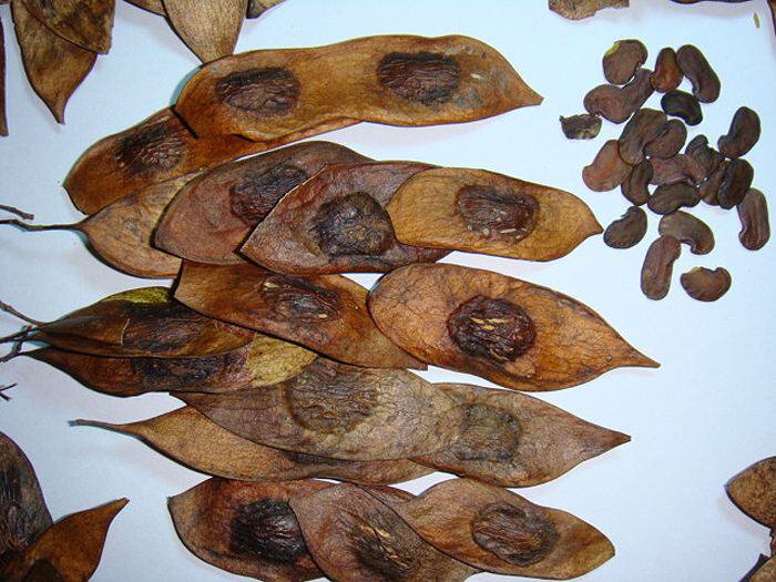 正宗海南黄花梨种子 印度小叶紫檀种子 金丝楠木树种子 菩提种子