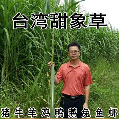 台湾甜象草种子进口牧草种子高产养殖畜牧草籽草皮南北方四季多年