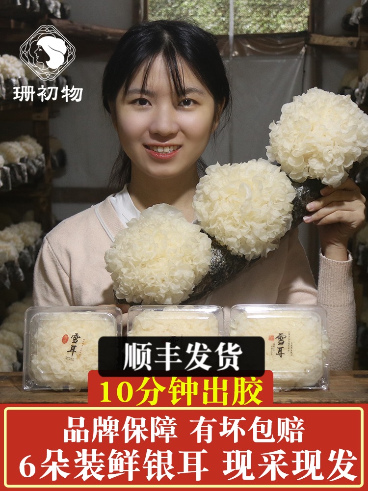 Shan Chuwu Gutian fresh silver fungus 6 boxed white fungus Snow fungus live fresh with mushroom stick Premium glutinous ear Non-dry goods