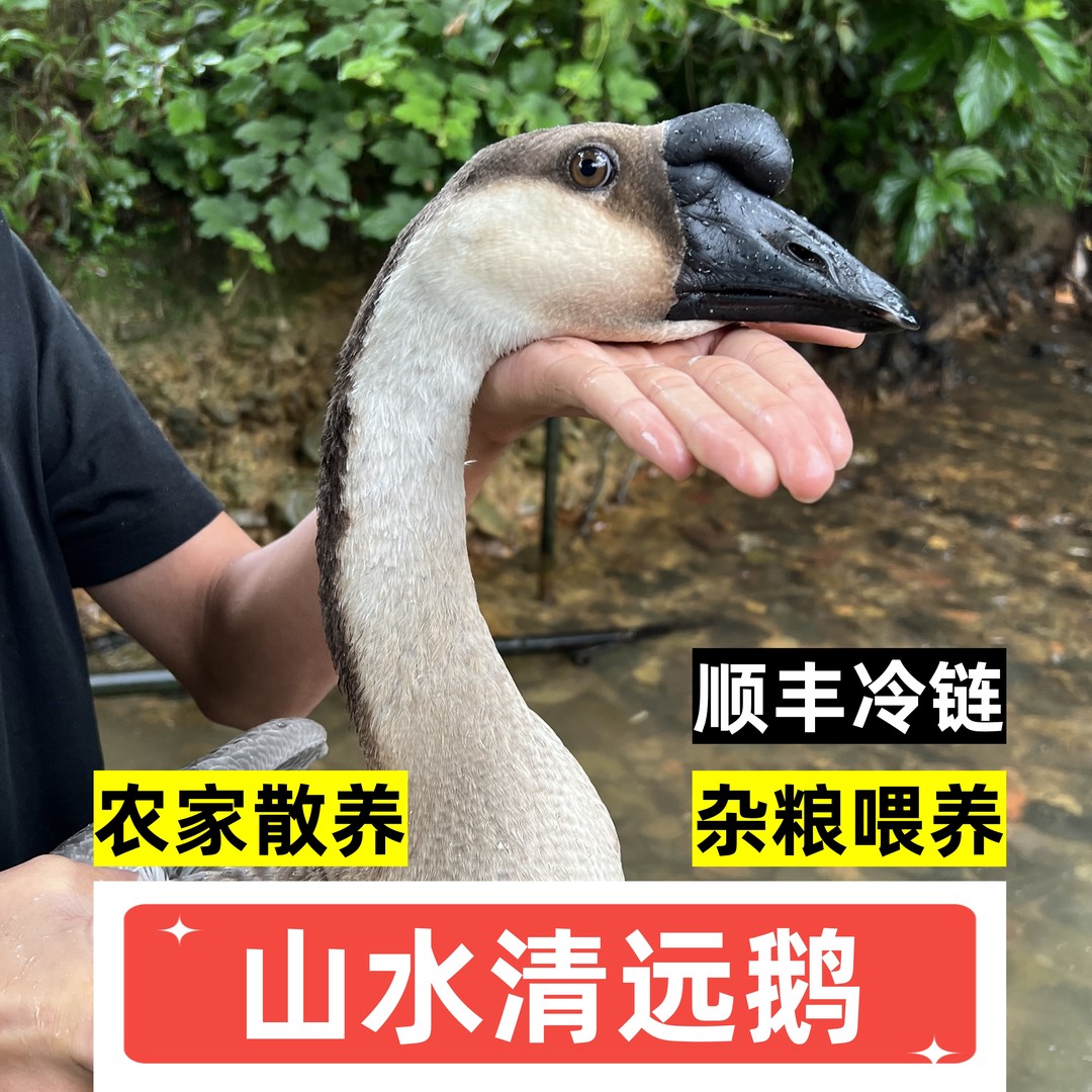 正宗广东清远黑棕鹅农家散养老土鹅新鲜大鹅现杀鹅肉马岗鹅整只