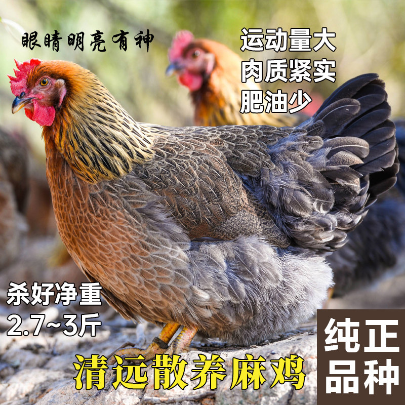 广东清远麻鸡200天山林散养土鸡 五谷喂食跑山老母鸡肉整只现杀