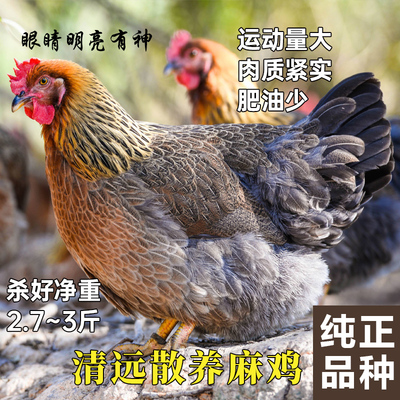 广东清远麻鸡200天山林散养土鸡 五谷喂食跑山老母鸡肉整只现杀