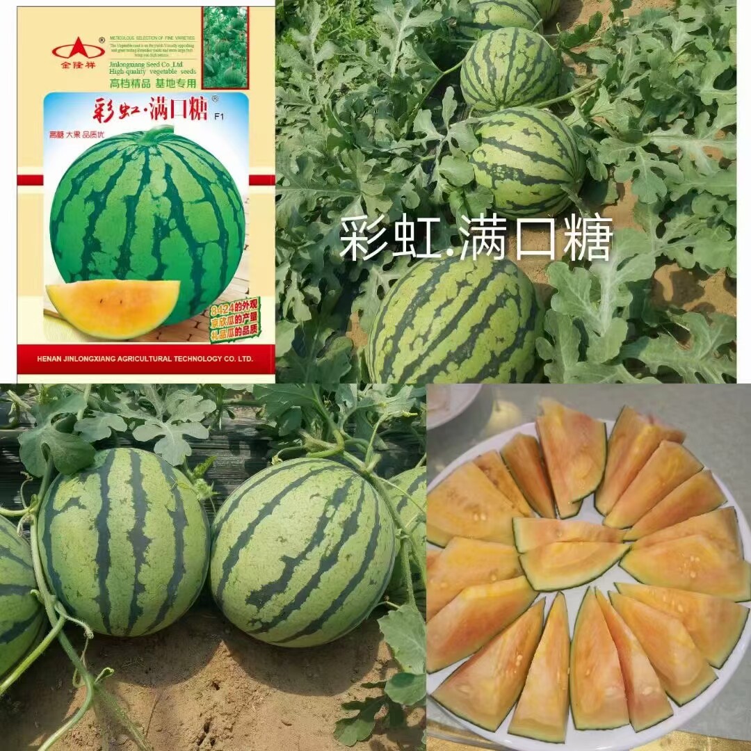 彩虹满口糖西瓜种子早熟高产抗病耐热耐寒西瓜种籽