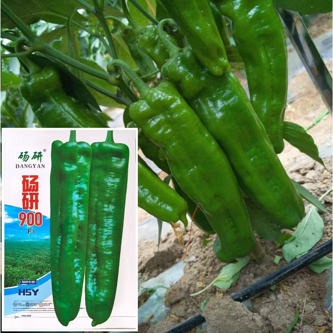砀研900牛角椒辣椒种子早熟香辣青椒中早熟羊角椒55号