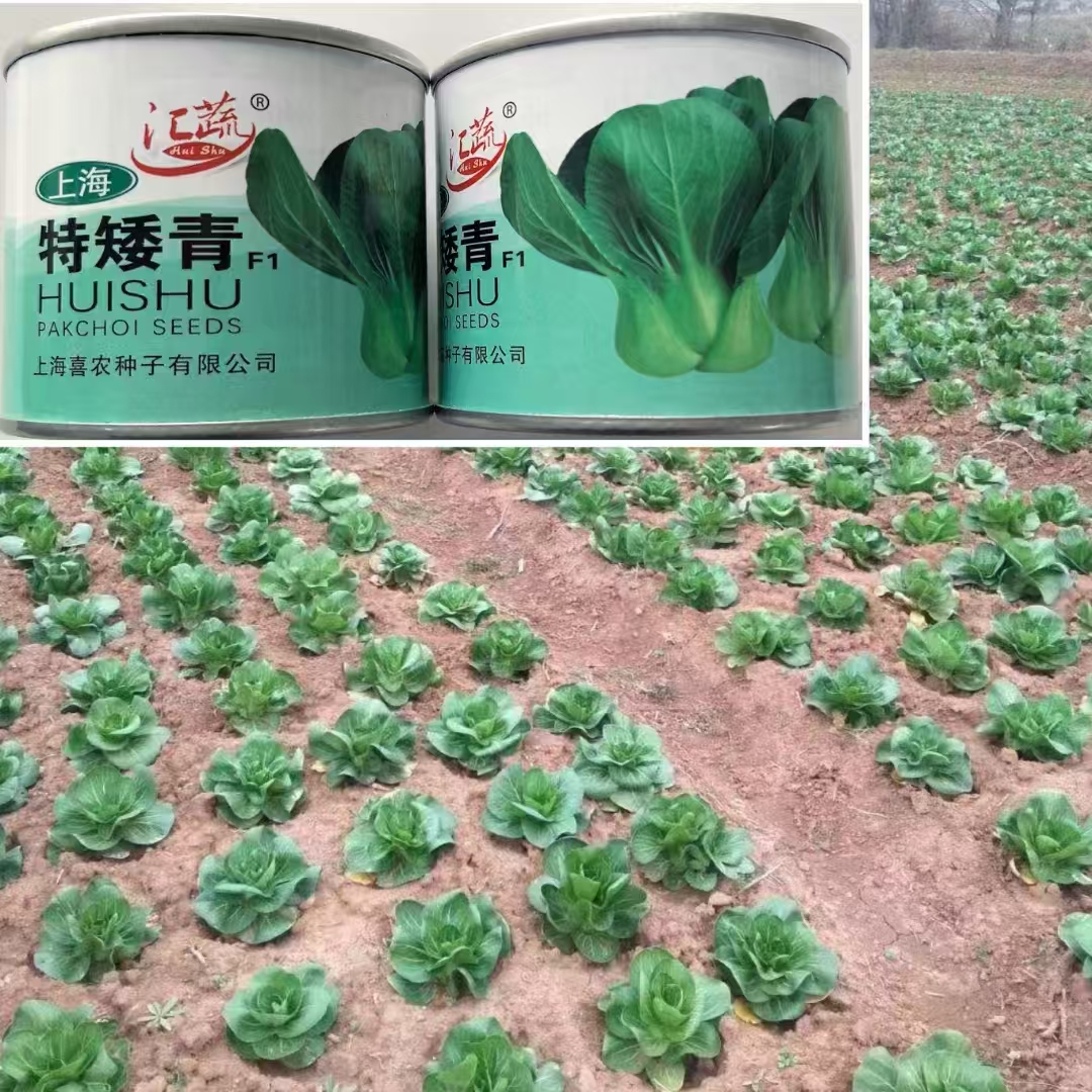 特矮青种子青菜种子早熟高产青青菜种籽耐热蔬菜苗