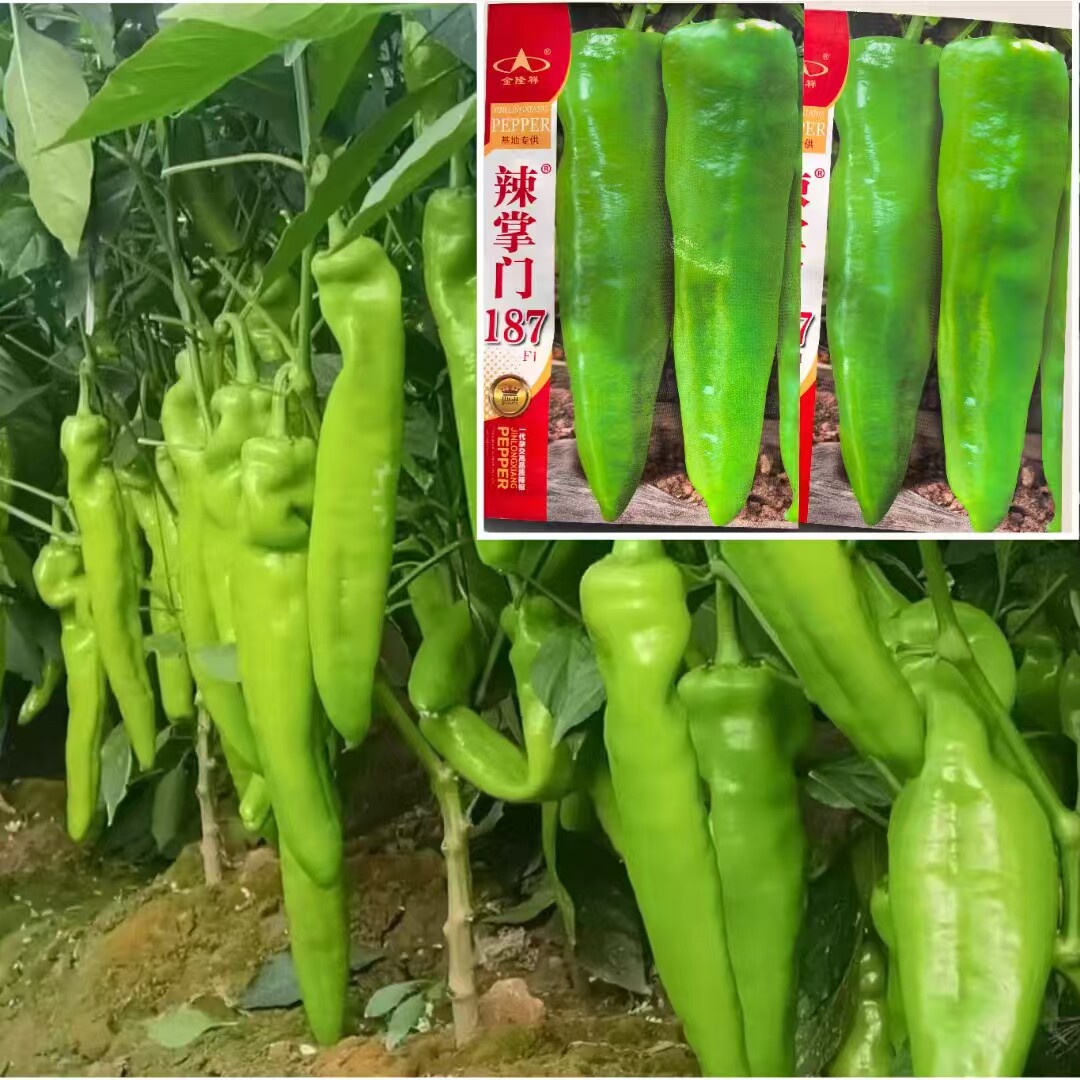 辣掌门187辣椒种子中早熟高产抗病耐热耐寒辣椒种籽
