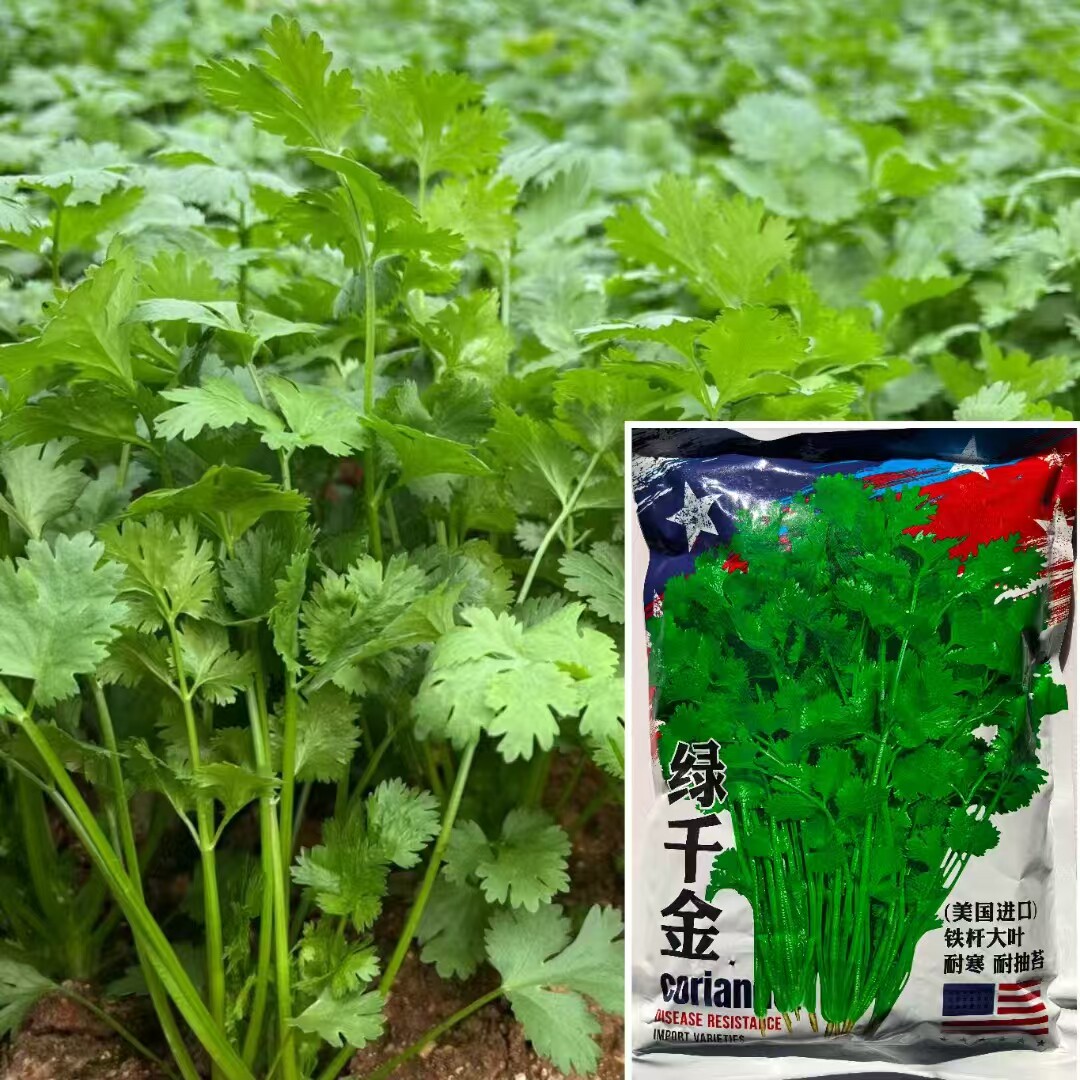 香菜种子高产抗病耐热耐寒四季香菜种籽农家四季蔬菜孑