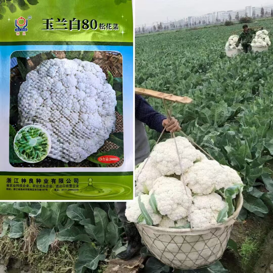 松花菜种子高产青梗小米粒花球洁白松花菜花种子籽孑