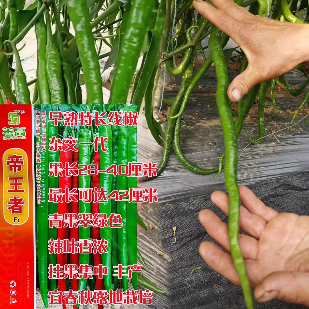线椒种子超辣高产辣椒二荆条长四季种籽盆栽南方种苗蔬菜种孑春季