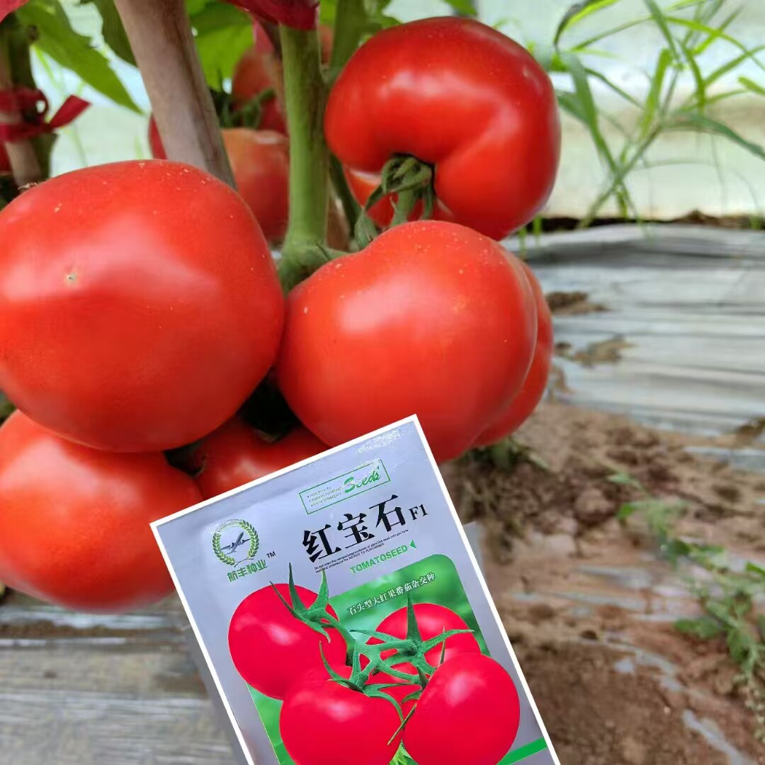 国红番茄种子大棚田园高产抗病无限生长型高圆进口大红西红柿种籽