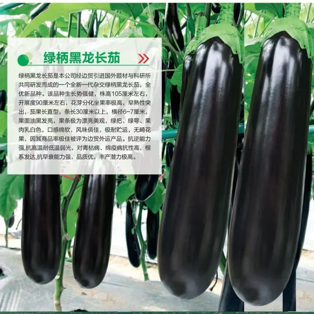 绿柄黑龙长茄种子黑皮粗棒紫黑墨黑长茄种子大田抗病茄子高产耐运