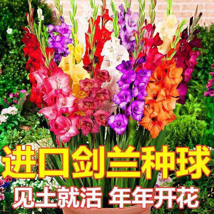 多年生进口剑兰种球庭院种子唐菖蒲球根盆栽四季种植花卉观花植物_虎窝淘