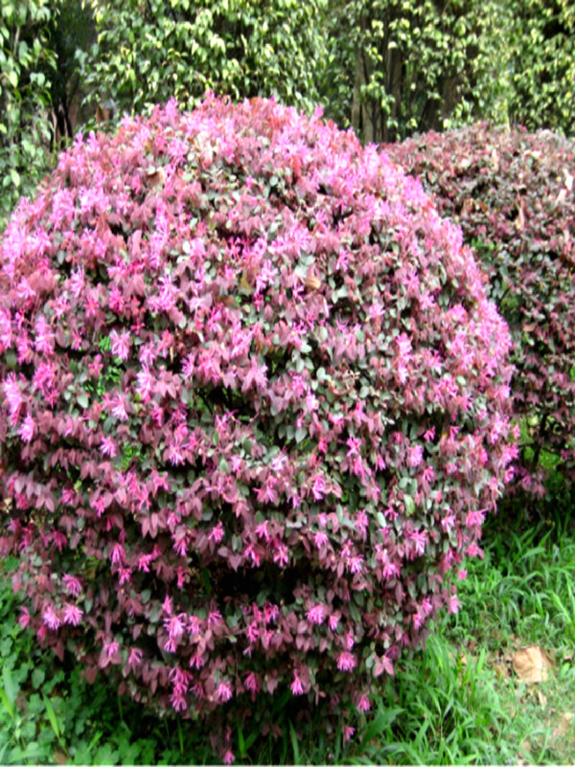 红花继木苗庭院植物绿化工程小球红继木苗黑珍珠常青篱笆树苗包邮