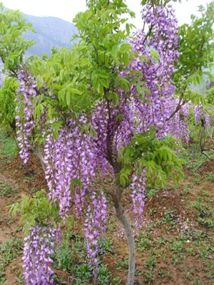 紫藤花树苗爬藤攀爬庭院花卉四季开花植物老桩盆栽花苗藤蔓紫藤萝