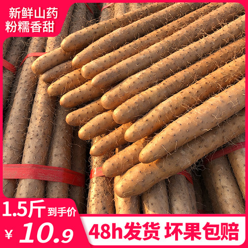 蠡县麻山药白山药铁棍新鲜蔬菜铁杆淮山药非河南焦作垆土20cm+