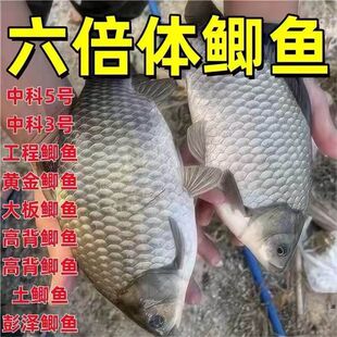 中科鲫鱼六倍体鲫鱼苗淡水养殖高背银鲫黄金土鲫大阪彭泽