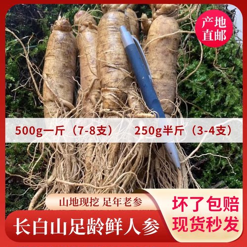 现挖现发长白山新鲜人参林下山参