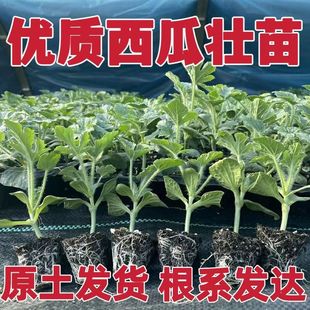 西瓜苗嫁接8424特甜麒麟超甜無籽美都西瓜秧苗盆栽地載種植西瓜苗