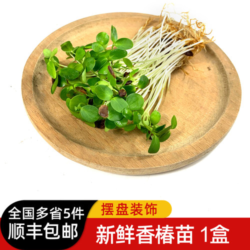 新鲜香椿苗SYL摆盘装饰