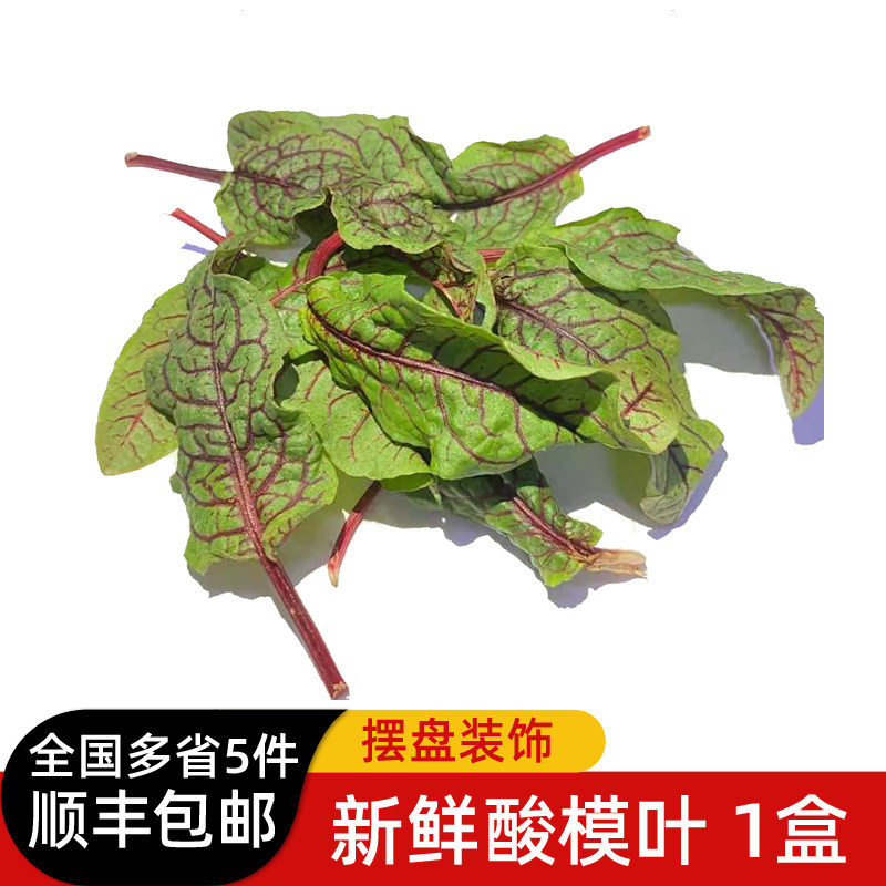 新鲜酸模叶40片 新鲜食用红酸膜草 酸膜叶酒店西餐日料装饰花草
